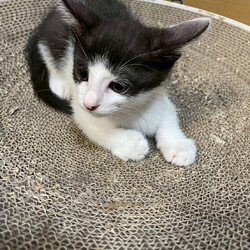 in江南市☆ハロウィン＆子猫☆2025年10月26日（日）ちーむ にゃいんず サムネイル3