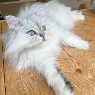 里親さま決定しました！！