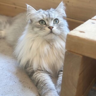 里親様決定しました！【トルテ】