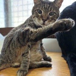 わんにゃん譲渡会