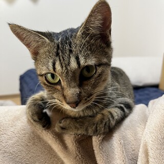 キジトラの甘えん坊の女の子