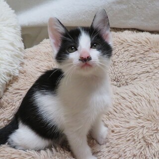 甘えん坊の男の子☆3ヶ月