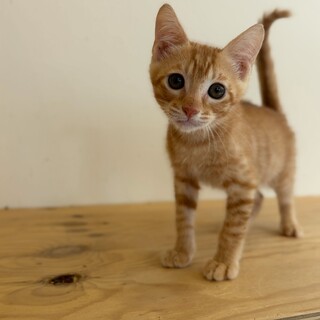 ふんばり親子猫 茶トラ 可愛い茶トラの子猫」大阪府 - 猫の里親募集(49691) 1枚目の画像