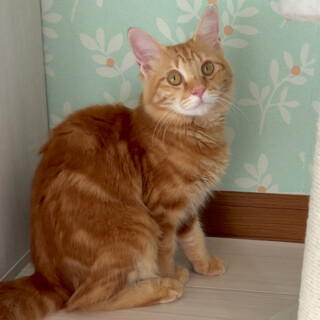 タビー柄ともふもふ毛並みが可愛い女の子