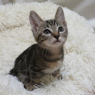 とっても美人な女の子☆2.5ヶ月