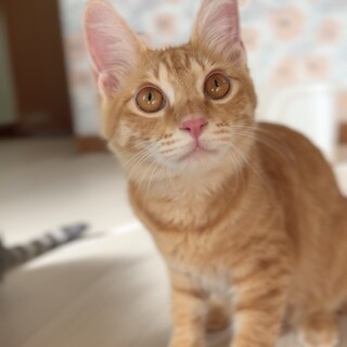 美人で可愛い元気で甘えたい女の子