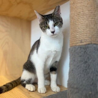 なでなで好きチシヤちゃん(11/24譲渡会）