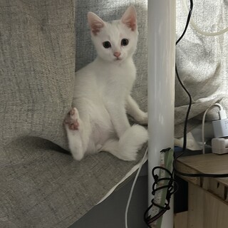 可愛い白猫くん