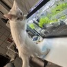 可愛い白猫くん サムネイル2