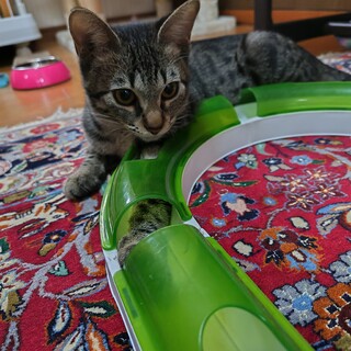 怖がりながら人懐っこい可愛いラムネちゃんん