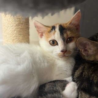 おっとりな白三毛ラスクちゃん(11/24譲渡会）