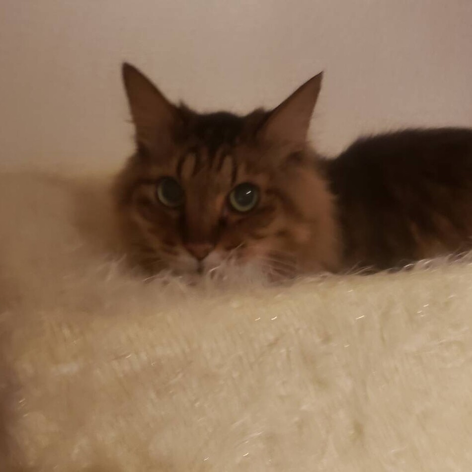 リーフのカバー写真