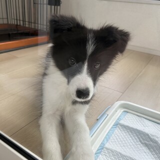 【応募過多の為一時停止】ボーダーコリー