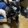 お家に１人で残されたサビ猫ちゃん サムネイル5
