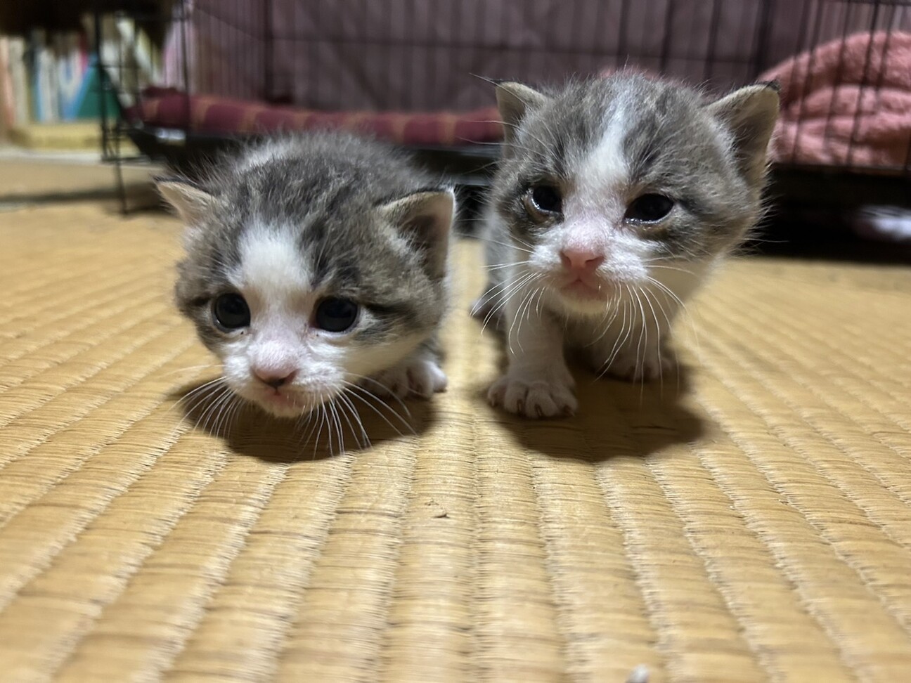 目があいたばかりお母さんと赤ちゃん募集 サムネイル1