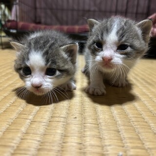 目があいたばかりお母さんと赤ちゃん募集