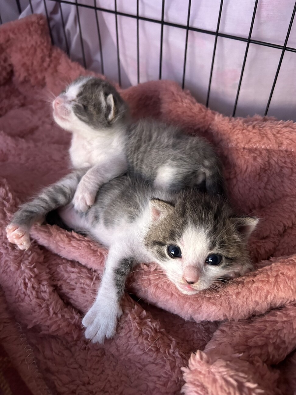 目があいたばかりお母さんと赤ちゃん募集 サムネイル2