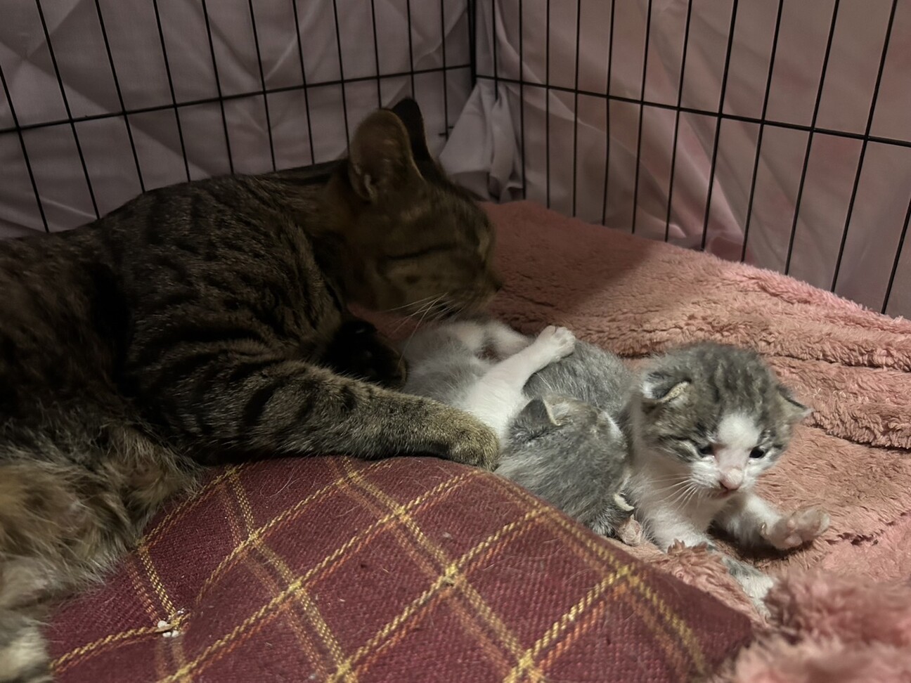 目があいたばかりお母さんと赤ちゃん募集 サムネイル3