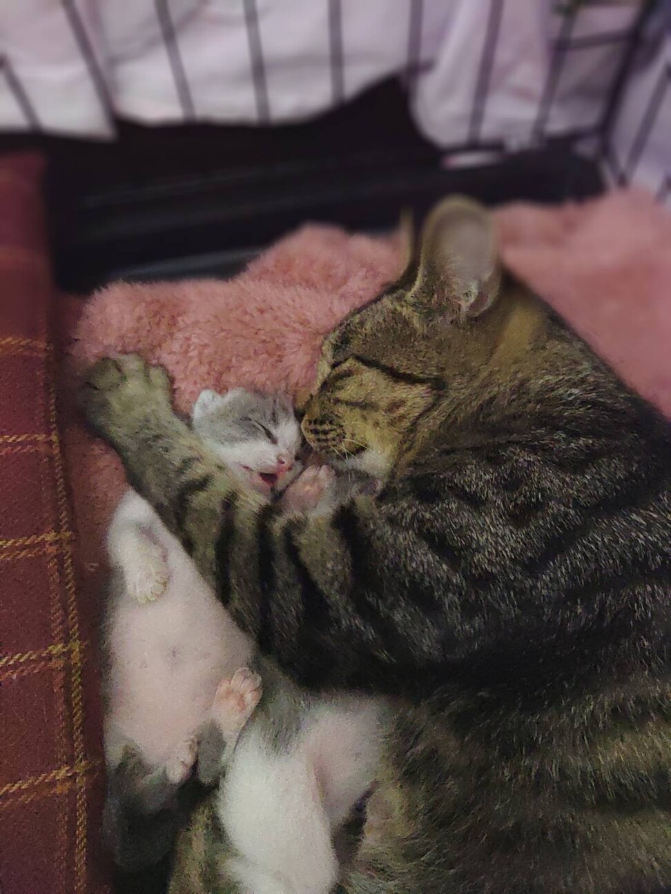 目があいたばかりお母さんと赤ちゃん募集 サムネイル4