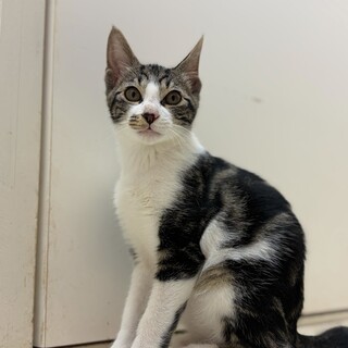 人懐っこい男の子ゆもちくん(11/24譲渡会）