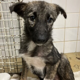 まだ幼い子犬　収容期限10月24日朝まで