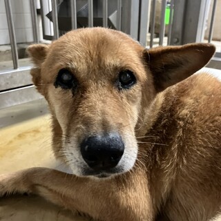 穏やかな迷子犬　収容期限10/23朝迄