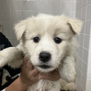 優先期間内にお迎えをお願いします。10/24