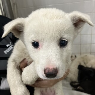 2匹でのお迎え有難うございました☆