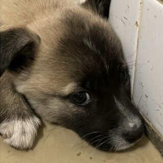 優先期間内にお迎えをお願いします。10/24