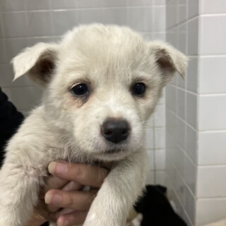 2匹でのお迎え有難うございました☆