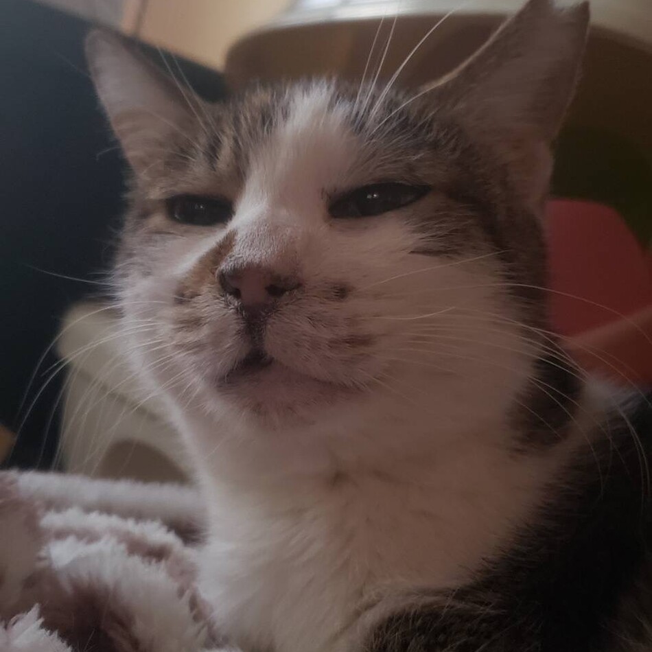 ジンジャー　のカバー写真