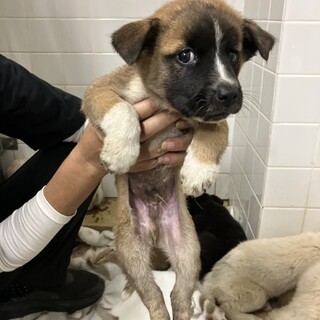 優先期間内にお迎えをお願いします。10/24