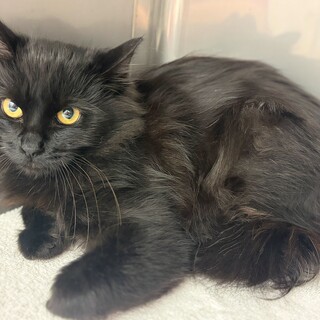 人慣れ修行中ひじきちゃん