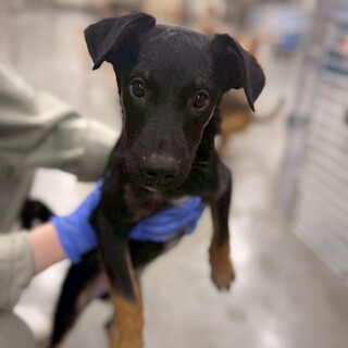 小型犬Mix？子犬　ウルイくん(黒)　3ヶ月