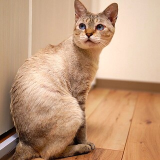 プリンスジンジャーくん！