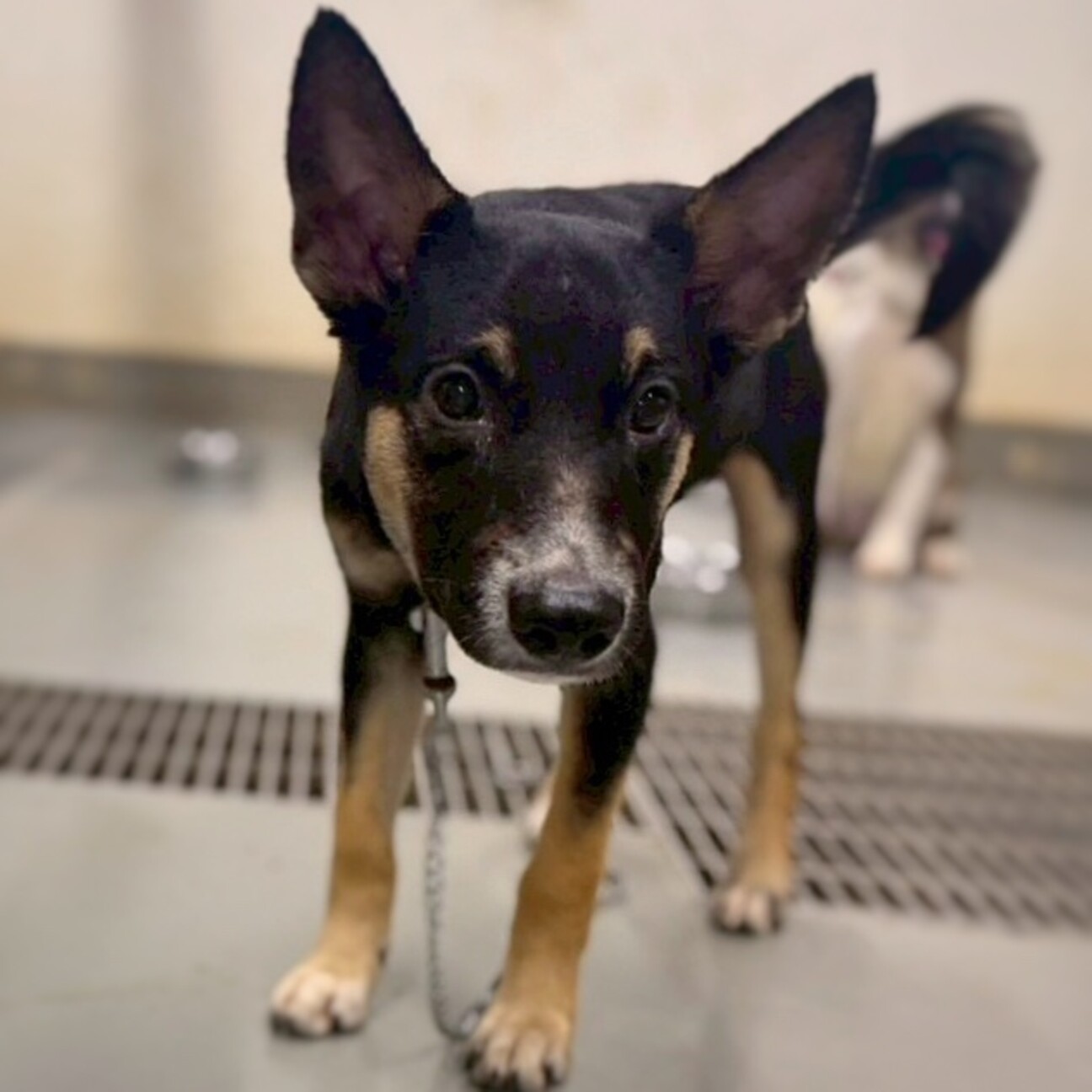 オーダー受付 6犬種わんこ ご予約ページ 9/11 最新犬種図鑑 写真