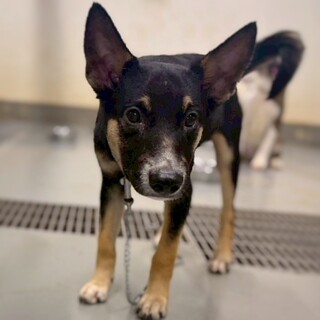 小型犬Mix？子犬　ウドくん(黒茶)　5-6ヶ月