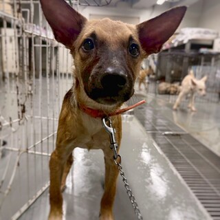 小型犬Mix？子犬　ワサビくん(茶)　5-6ヶ月