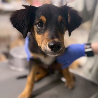 小型犬Mix？子犬　ギョウジャくん(黒茶)　3ヶ月