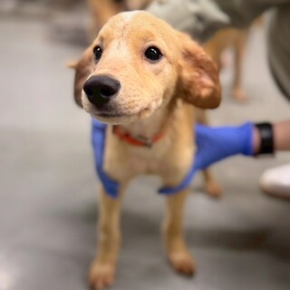 【相談中】小型犬Mix？タラくん(茶×白ライン)　