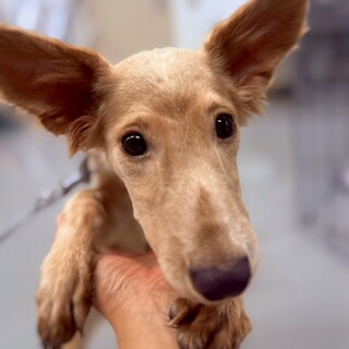 【相談中】小型犬Mix?子犬　ゼンマイくん(薄茶)