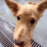 【相談中】小型犬Mix?子犬　ゼンマイくん(薄茶) サムネイル2