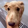 【相談中】小型犬Mix?子犬　ゼンマイくん(薄茶) サムネイル3