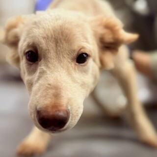 小型犬Mix？子犬ミツバくん(薄茶)