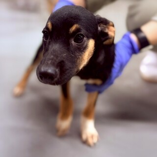 【相談中】小型犬Mix子犬イタドリちゃん(黒茶白)