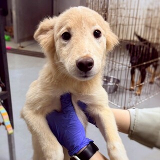 【相談中】小型犬Mix？カタクリちゃん(茶)