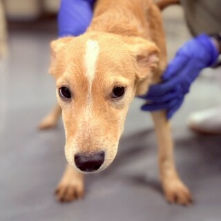 【相談中】小型犬Mix？コゴミちゃん(茶白ライン)