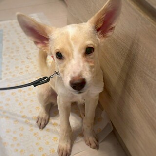 【相談中】小型犬Mix子犬フキちゃん(薄茶×白)