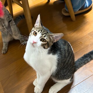 大きなお耳のキジシロのレオくん（仮名）