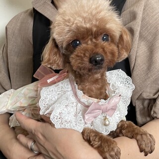 トイプードル・4歳・女の子